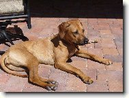 Rhodesian Ridgeback