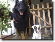 Parson Russel Terrier