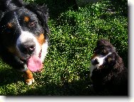 Berner Sennenhund