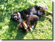 Berner Sennenhund