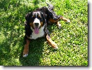 Berner Sennenhund