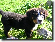 Berner Sennenhund