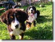 Berner Sennenhund