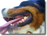 Berner Sennenhund