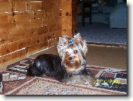 Jorkšírský terier, Yorkshire Terrier,