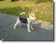 Fox terrier wire \\\\\(Dog standard\\\\\)