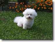 Bichon á poil frisé, Bichon Frise