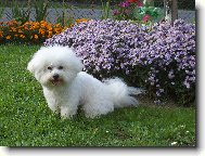 Bichon á poil frisé, Bichon Frise