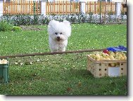 Bichon á poil frisé, Bichon Frise