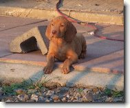 Rövidszörü Magyar Vizsla, Hungarian Short-haired Pointing Dog