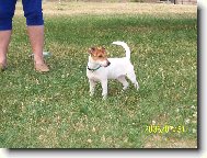 Jack Russell Terrier