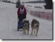 Alaskan Malamute