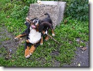 Berner Sennenhund