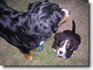 Berner Sennenhund