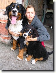 Berner Sennenhund