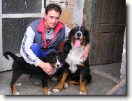 Berner Sennenhund