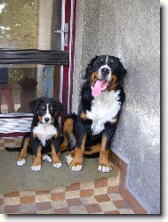 Berner Sennenhund