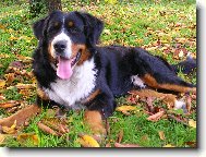 Berner Sennenhund