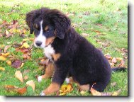 Berner Sennenhund