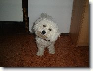 Bichon á poil frisé, Bichon Frise
