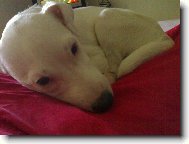 Parson Russel Terrier