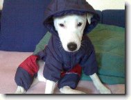Parson Russel Terrier