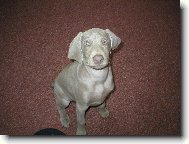 Weimaraner, Weimaraner Vorsterhund