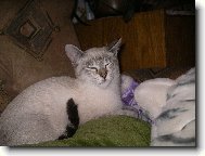 Tonkinese