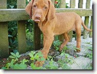 Rövidszörü Magyar Vizsla, Hungarian Short-haired Pointing Dog