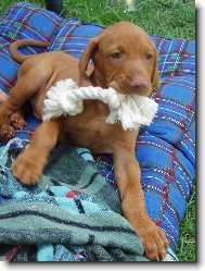 Rövidszörü Magyar Vizsla, Hungarian Short-haired Pointing Dog