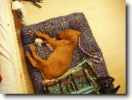 Rövidszörü Magyar Vizsla, Hungarian Short-haired Pointing Dog