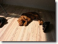Rövidszörü Magyar Vizsla, Hungarian Short-haired Pointing Dog