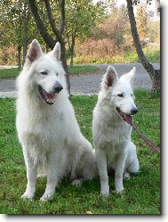 Berger Blanc Suisse, White Swiss Shepherd Dog