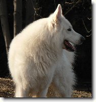 Berger Blanc Suisse, White Swiss Shepherd Dog