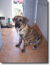 Fila Brasileiro
