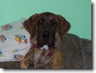 Deutsche Dogge
