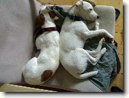 Parson Russel Terrier