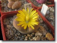 Lithops