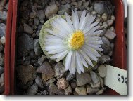 Lithops