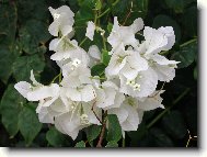 Bougainvillea glabra