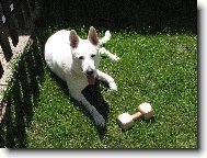 Berger Blanc Suisse, White Swiss Shepherd Dog