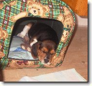 Beagle