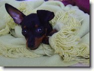 PRAGUE RATTER