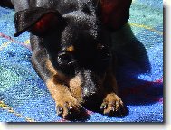 PRAGUE RATTER