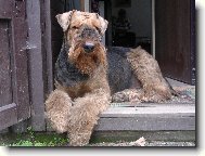 Airedale terrier \(Dog standard\)