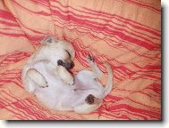 Chihuahua