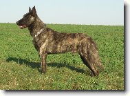 Dutch shepherd dog \\\\\\\\\\\\\\\\\\\\\(Dog standard\\\\\\\\\\\\\\\\\\\\\)