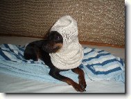 PRAGUE RATTER