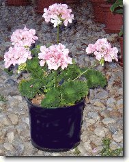 Pelargonium