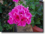 Pelargonium